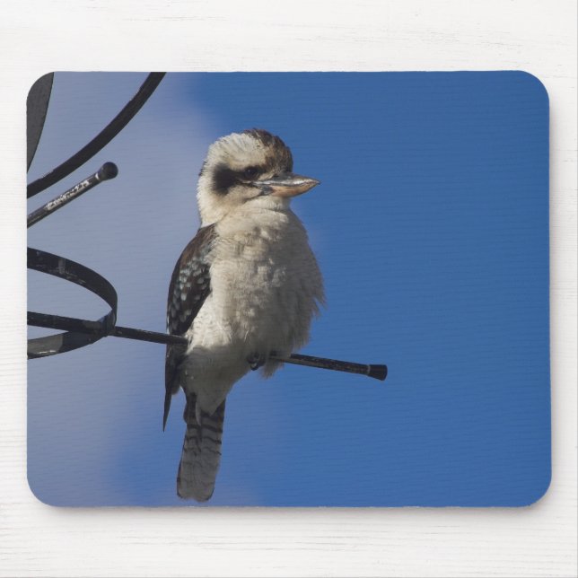 Kookaburra Musmatta (Framsidan)