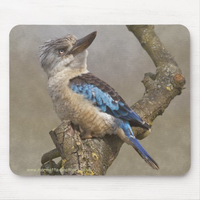 Kookaburra-musmatta Musmatta (Framsidan)