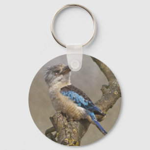 Kookaburra nyckelring