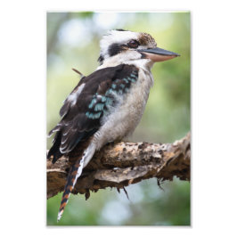 Kookaburra på Fraser Island Fototryck
