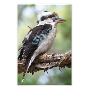 Kookaburra på Fraser Island Fototryck