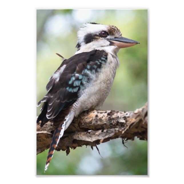 Kookaburra på Fraser Island Fototryck (Framsidan)
