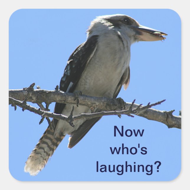 Kookaburra.png Fyrkantigt Klistermärke (Framsida)