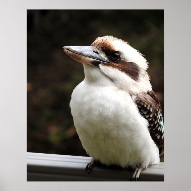 Kookaburra Poster (Framsidan)