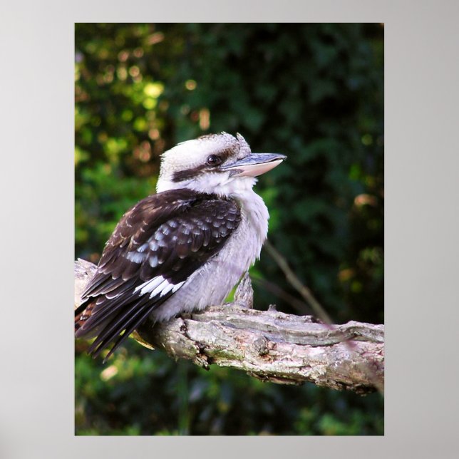 Kookaburra Poster (Framsidan)