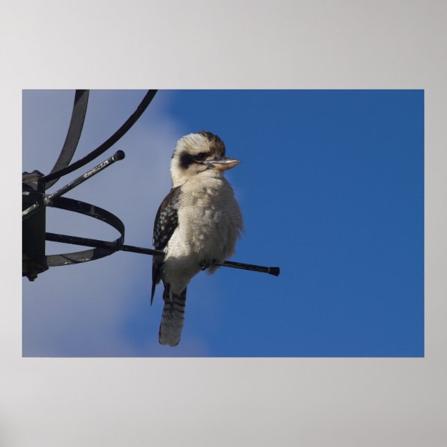 Kookaburra Poster (Framsidan)