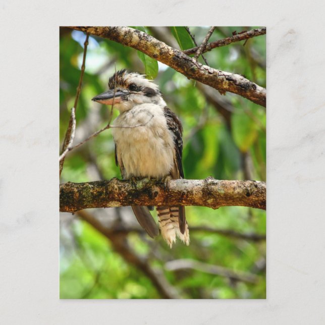 KOOKABURRA QUEENSLAND AUSTRALIA VYKORT (Framsida)