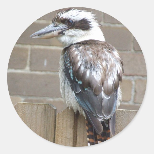 Kookaburra Sticker Runt Klistermärke (Framsida)