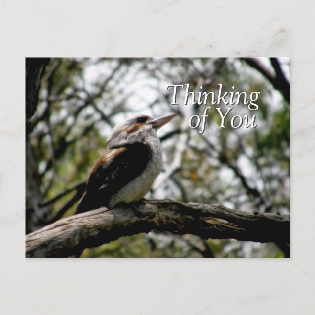 Kookaburra Thoughts Postcard Vykort (Framsida)
