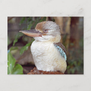 Kookaburra Tittar Höger vykort