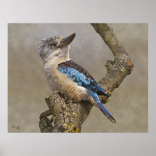 Kookaburra tryck