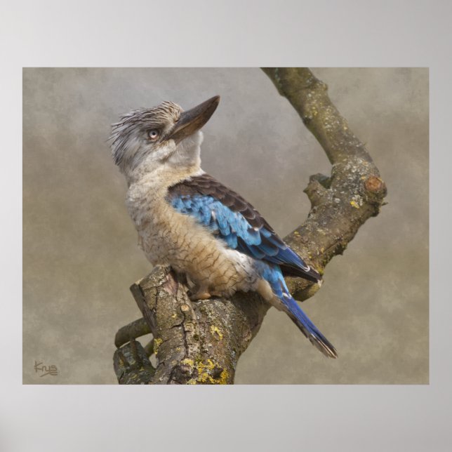 Kookaburra tryck (Framsidan)