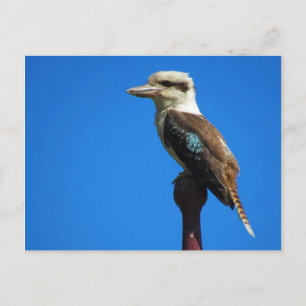 kookaburra vykort