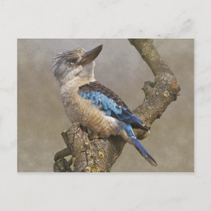 Kookaburra vykort