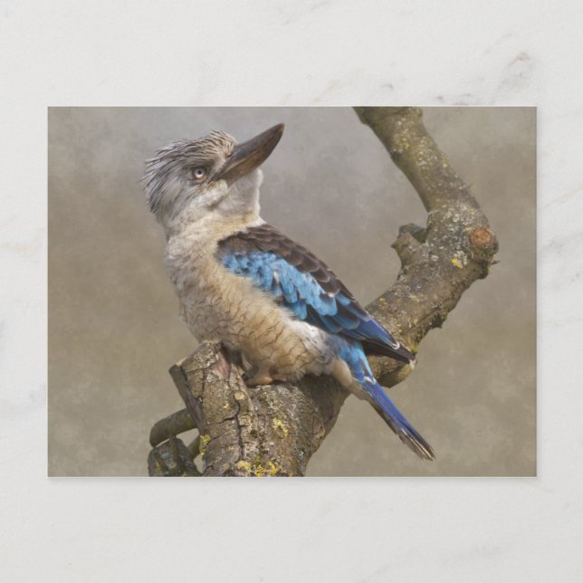 Kookaburra vykort (Framsida)