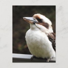 Kookaburra Vykort