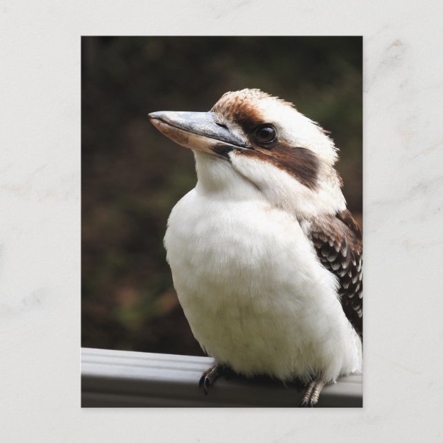 Kookaburra Vykort (Framsida)