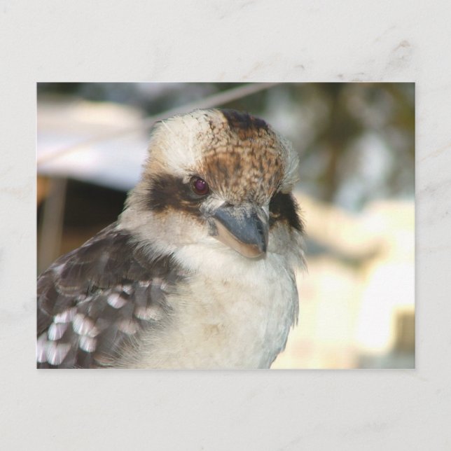 Kookaburra vykort (Framsida)
