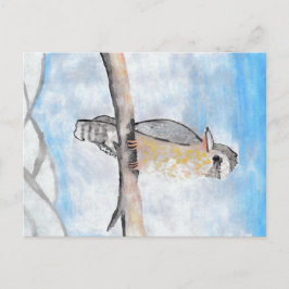 Kookaburra Vykort