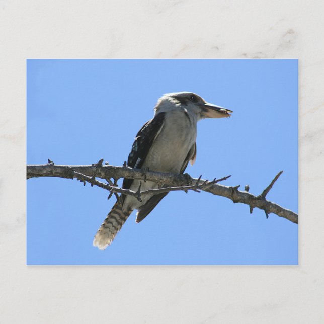 Kookaburra Vykort (Framsida)