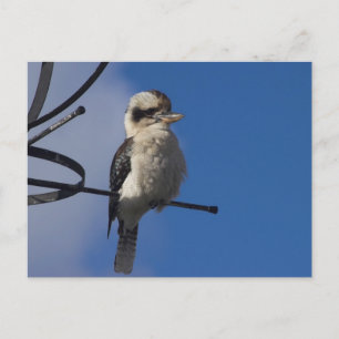 Kookaburra Vykort