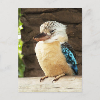 Kookaburra Vykort