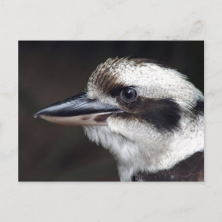 Kookaburra Vykort