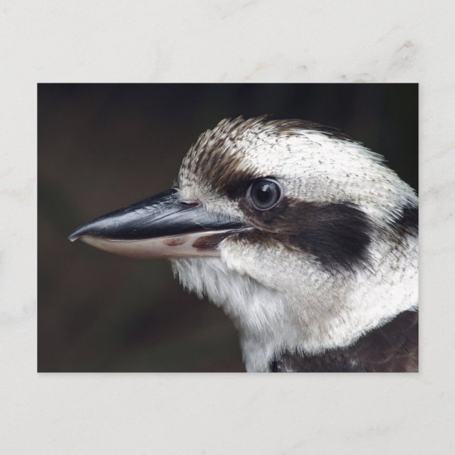 Kookaburra Vykort (Framsida)