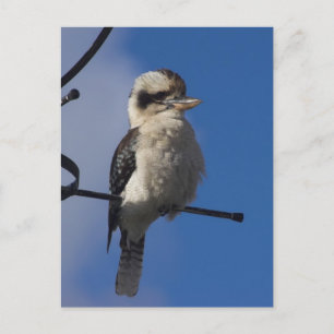 Kookaburra Vykort