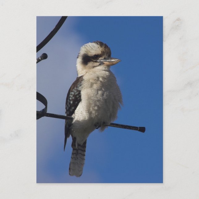 Kookaburra Vykort (Framsida)