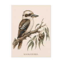 Kookaburra vykort | Bush Edition