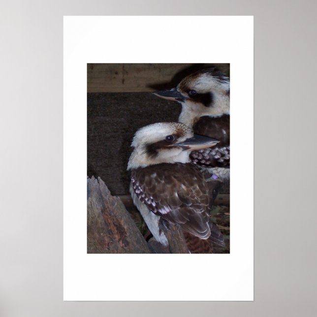 Kookaburras Poster (Framsidan)