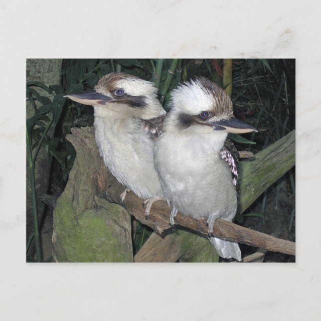 Kookaburras vykort (Framsida)