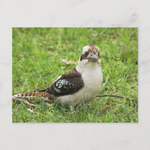 Kookabuura Vykort