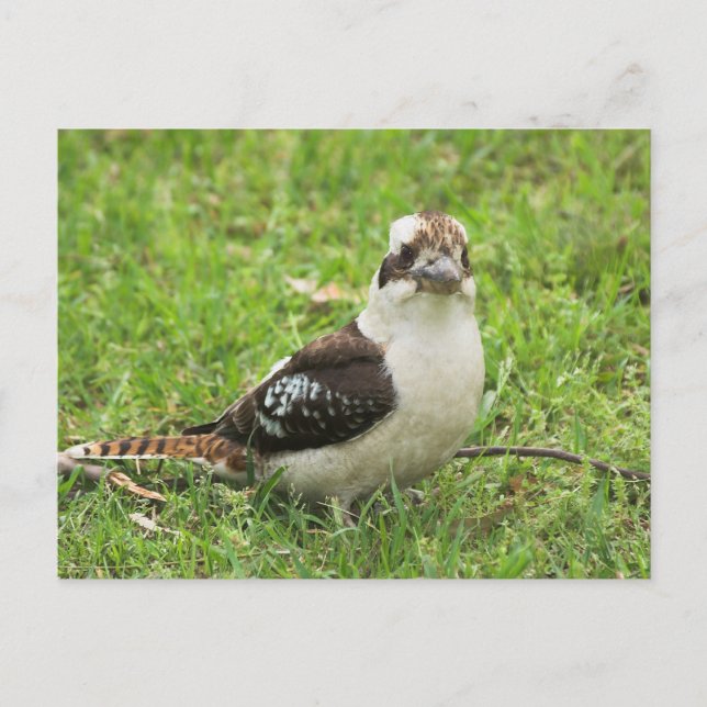 Kookabuura Vykort (Framsida)