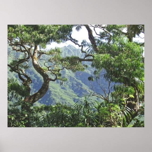 Ko'olau Mountains och Koa träd Poster (Framsidan)