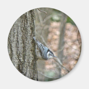 Koordinerade artiklar av slate Grått nuthatch song Magnet