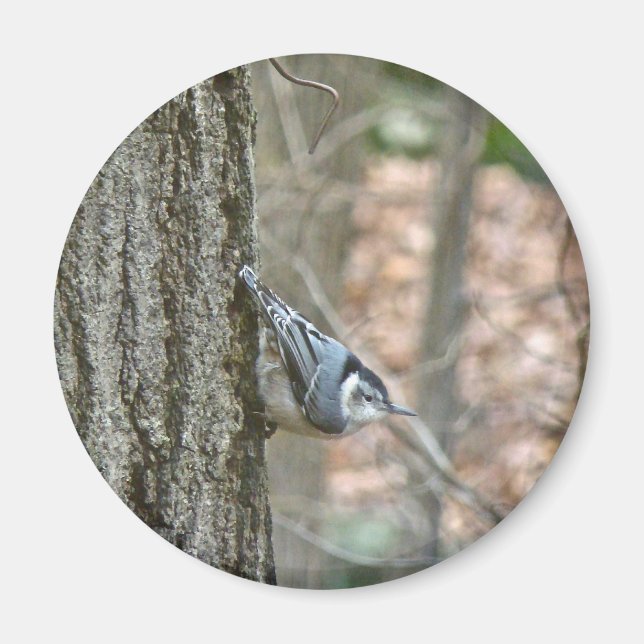 Koordinerade artiklar av slate Grått nuthatch song Magnet (Framsidan)
