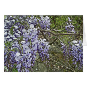 Koordinerande objekt för purpurfärgad Wisteria Hälsningskort