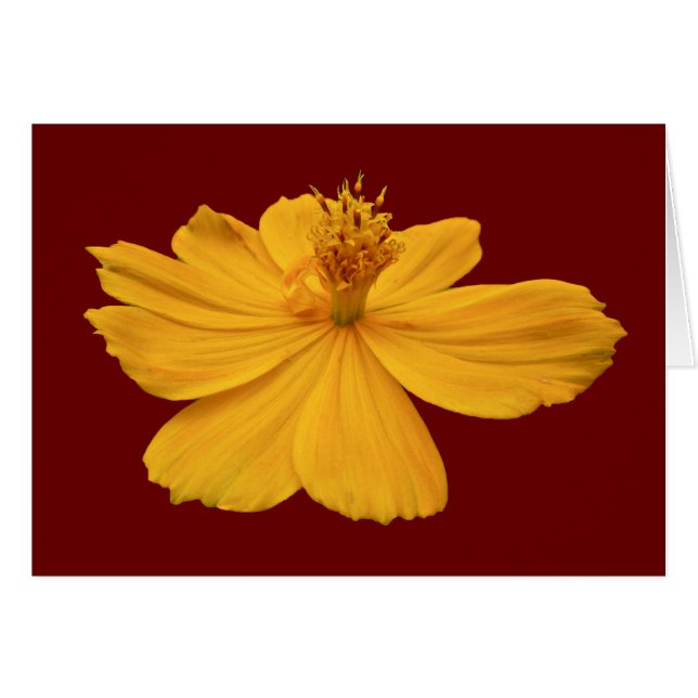 Koordineringsobjekt för orange Cosmos Hälsningskort (Framsidan Horizontal)