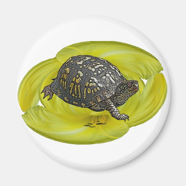 Koordineringsobjekt för östra Box-turtle Magnet (Framsidan)