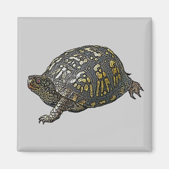 Koordineringsobjekt för östra Box-turtle Magnet (Framsidan)