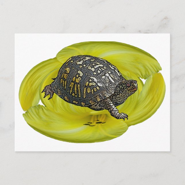 Koordineringsobjekt för östra Box-turtle Vykort (Framsida)