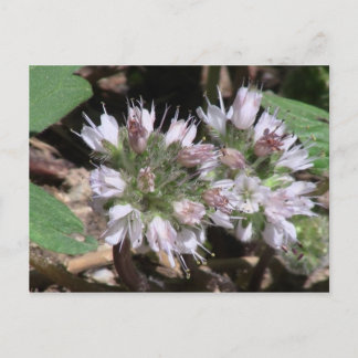 Kooskooskia Idaho Flora Flowers Botany Wildblomma Vykort