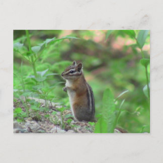 Kooskooskia Idaho Mammals Hjort Animals Chipmunk Vykort
