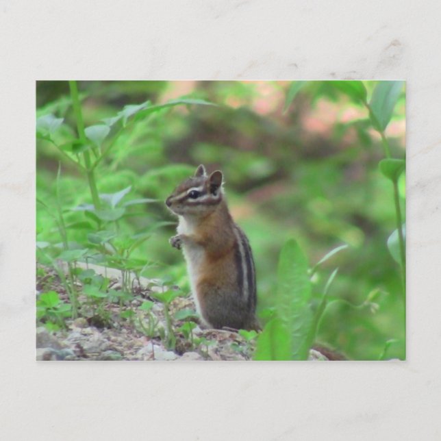 Kooskooskia Idaho Mammals Hjort Animals Chipmunk Vykort (Framsida)