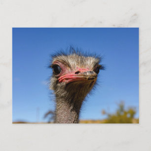 Kopf vom Vogel Strauß Postkarte Vykort