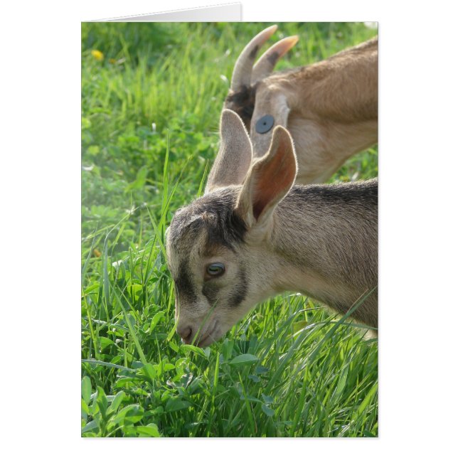 Kopierar mamma hälsningskort (Framsidan)