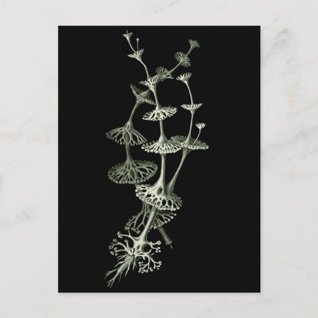 Kopp Lichen Vykort (Framsida)