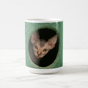 Kopp med en gullig sphynxkattunge